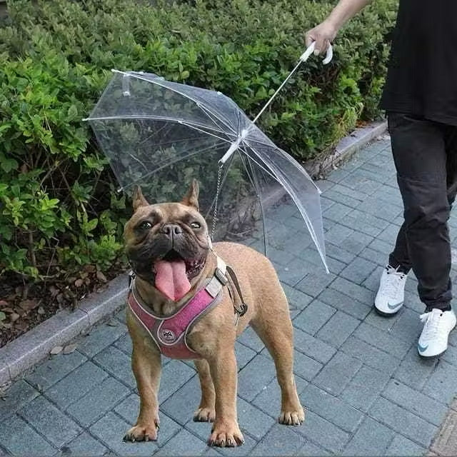 Guarda-chuva para pet exclusivo