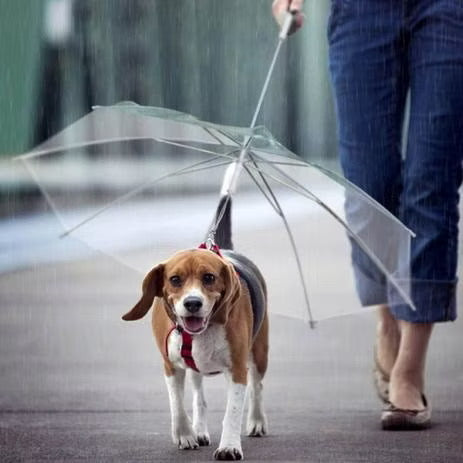 Guarda-chuva para pet exclusivo